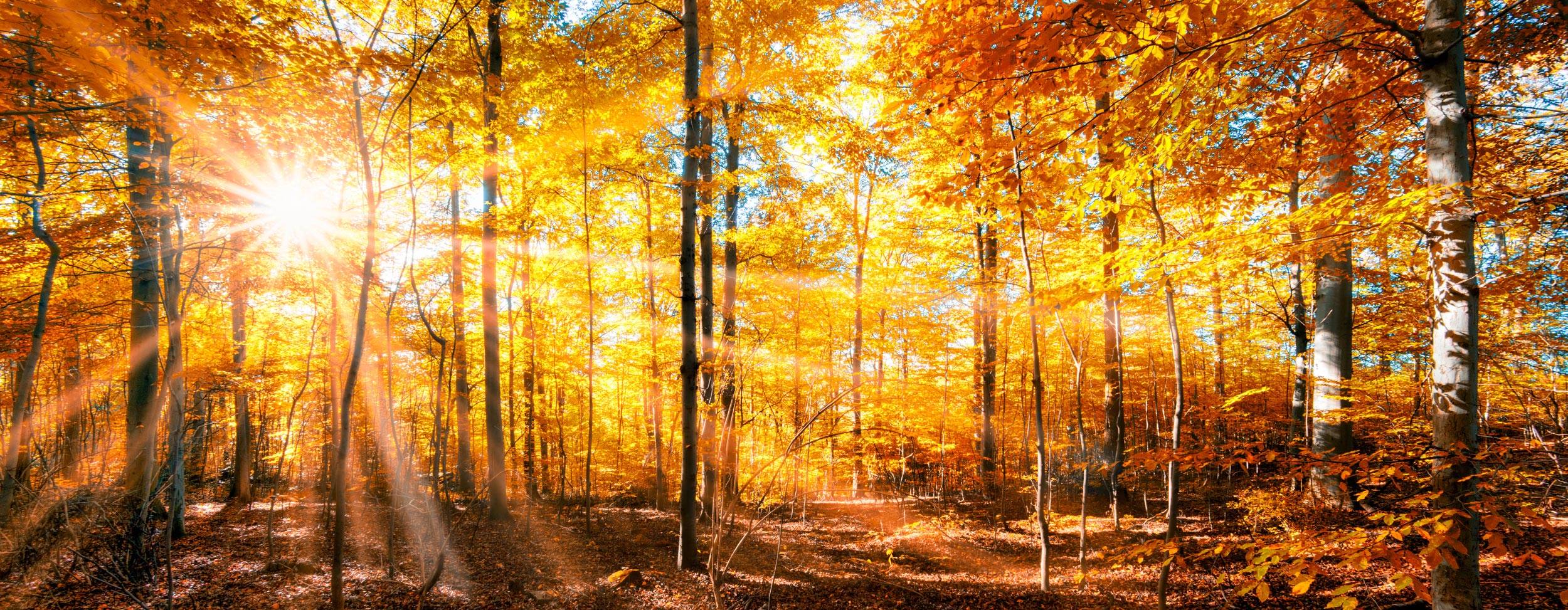 Herbst Restaurant Weserterrassen
